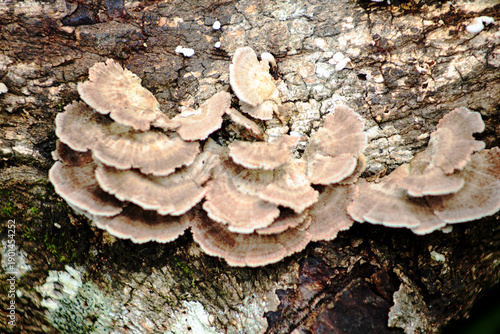 Uncultivated mushrooms, greyish in color and rounded in shape, growing on a tree trunk in middle forest.