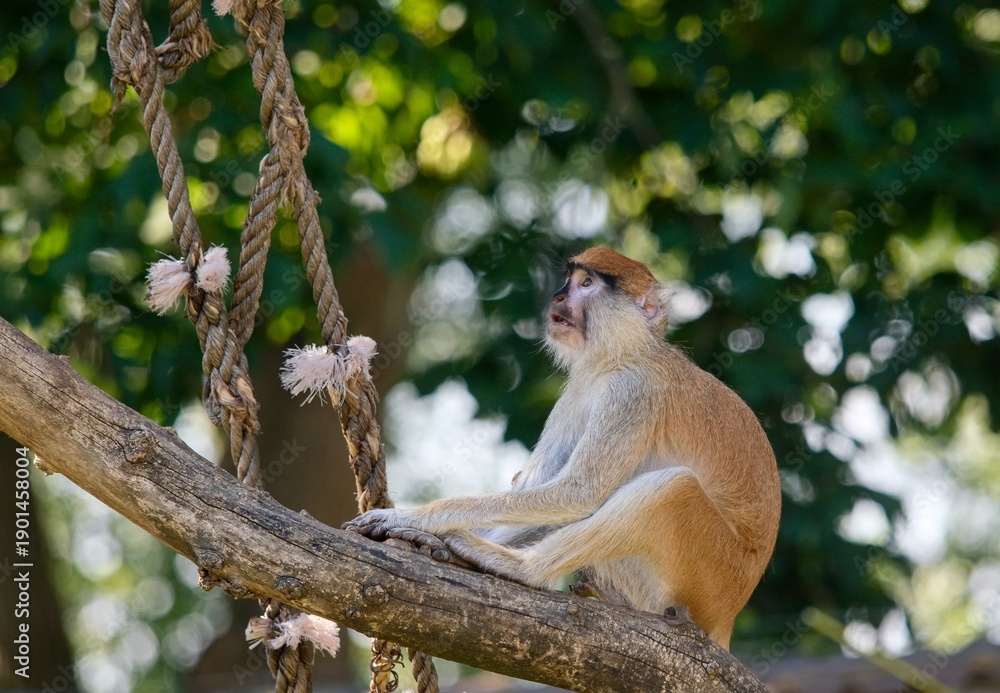 Obraz premium Common patas monkey