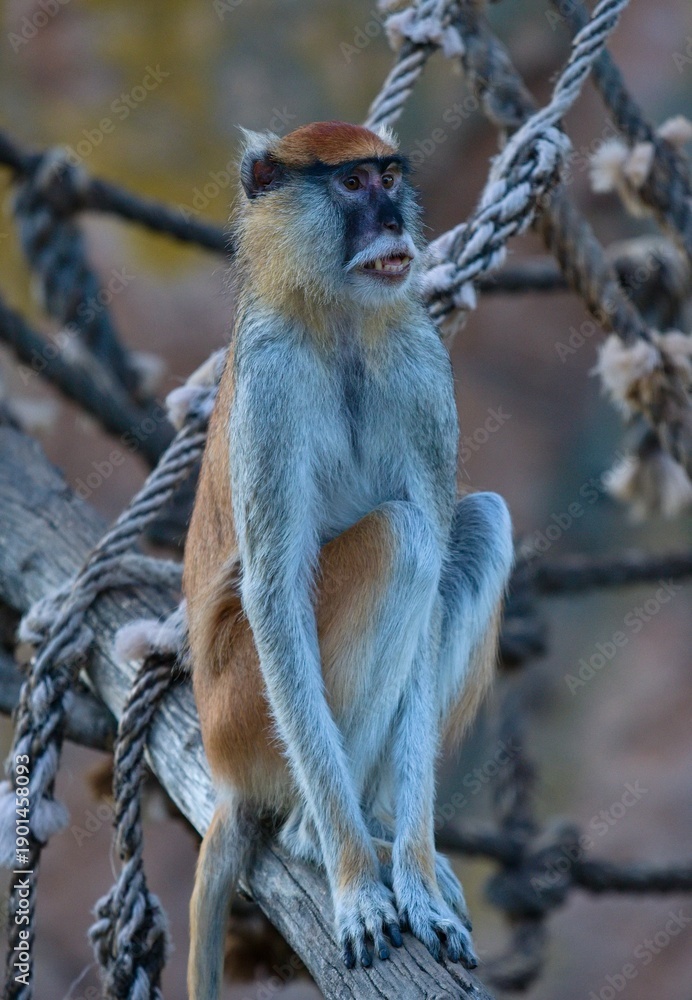 Obraz premium Common patas monkey