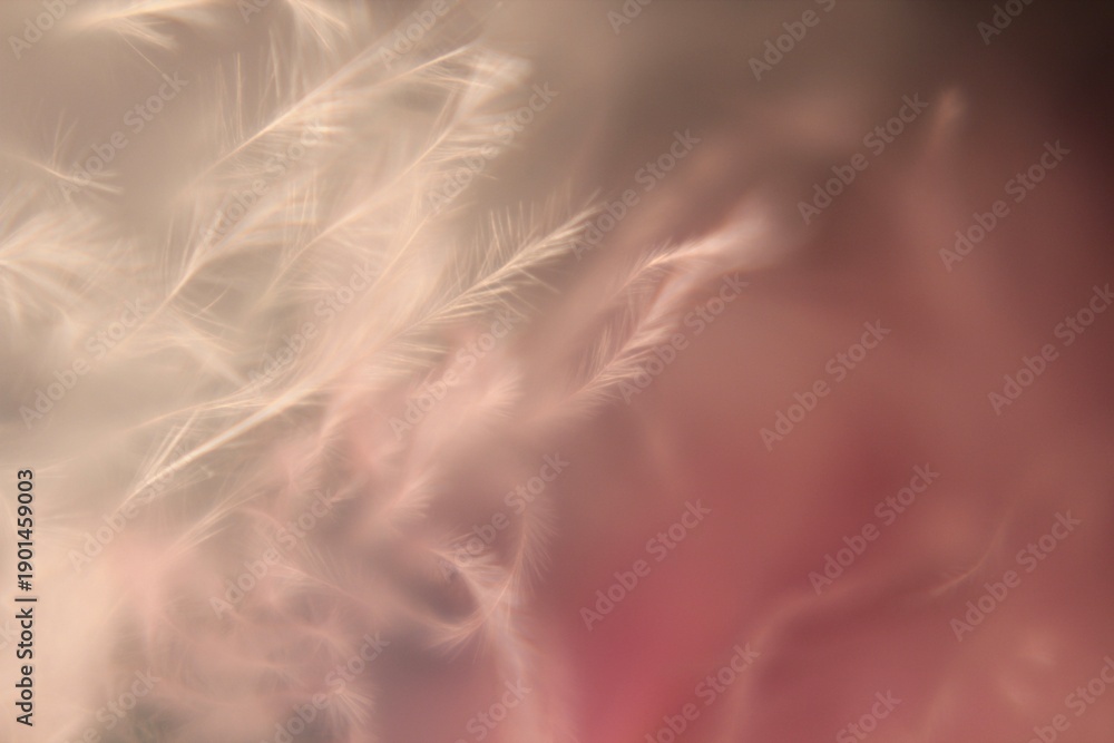 Fototapeta premium Macro photo feathers colored artistic bohemian style cozy boho aesthetic background close up 