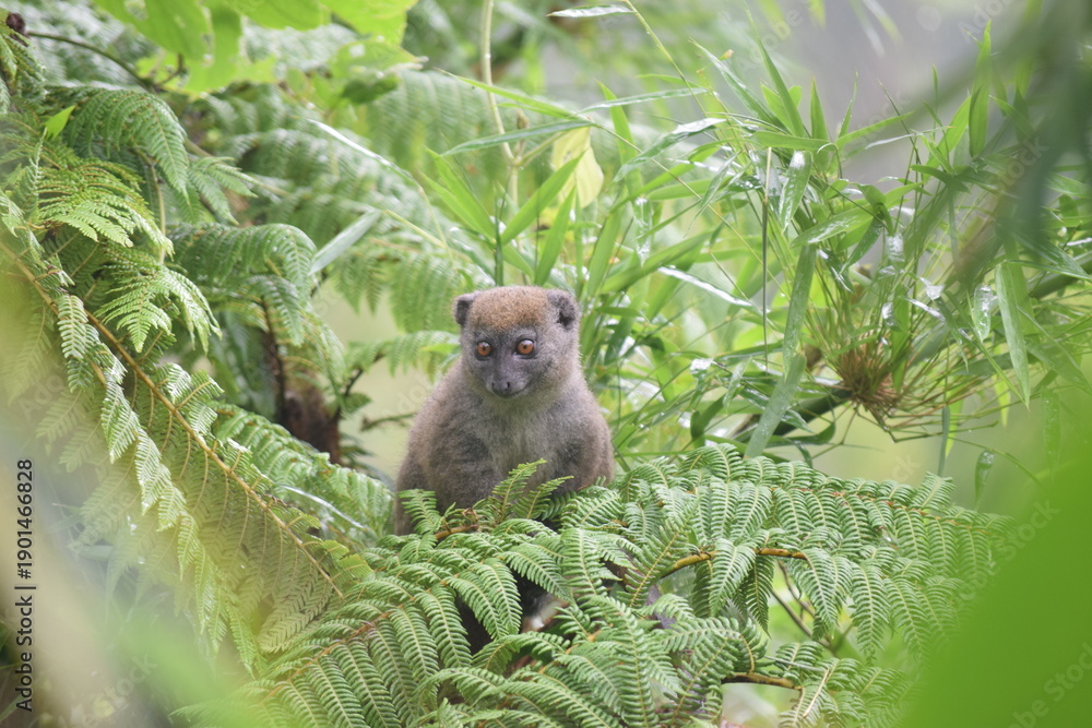 Obraz premium Lemur wildlife portrait