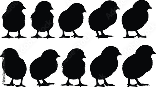 Black silhouettes of chicks standing on white background birds animals