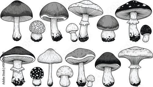 Black and white of various mushrooms fungi toadstools