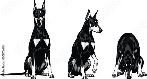 Black and white of three danes in different poses dogs sitting standing