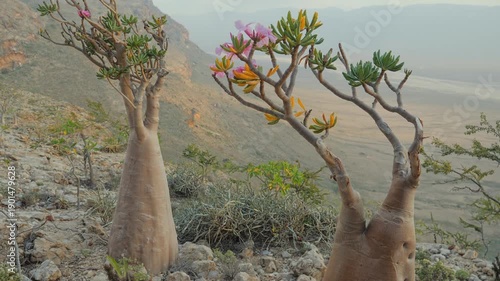 A Socotra Desert Rose (Bottle Tree) with a thick swollen trunk and vibrant pink blossoms grows among rocks in an arid environment, showcasing unique adaptation to harsh desert conditions, POV walking