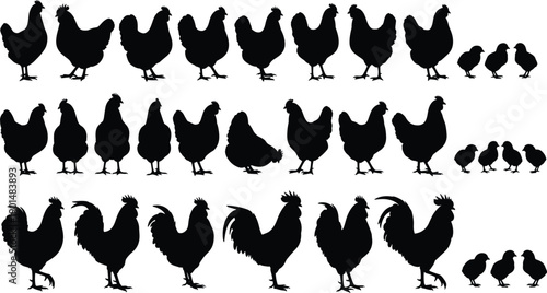 Chicken and rooster silhouette set, hen and chick farm animals, poultry collection poses, black rural bird illustrations isolated on white background