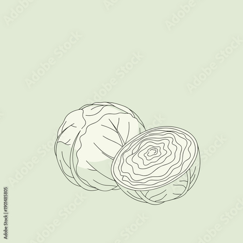 Cabbage illustration with outline design on pale green background  