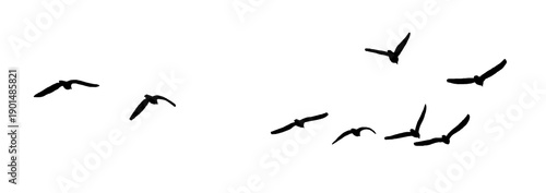 Photography flock seagull birds flying isolated on clear background