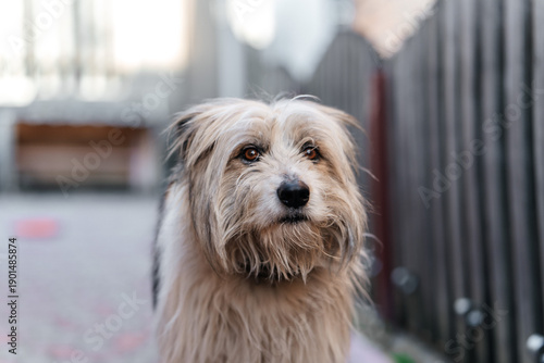 Foto Portrait of shaggy dog outdoors with soft background