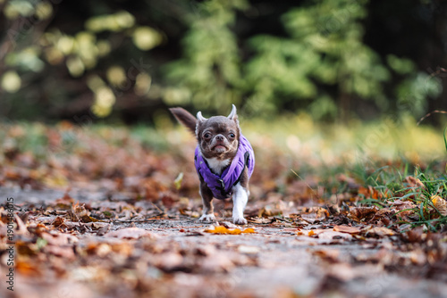 Chihuahua Dog Walking on Autumn Forest Path
