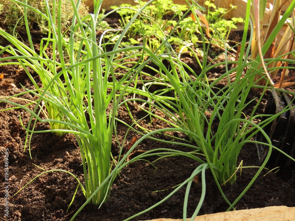 Obraz premium Chives on a vegetable garden. Ciboulette on a garden bed. 