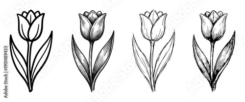 Four hand-drawn black and white tulip illustrations in a collection of different artistic styles from simple outline and loose sketch to detailed engraving and hatching
