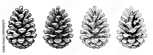 Four hand-drawn pinecone illustrations in a set, showcasing different black and white graphic styles like engraving, stippling, hatching, and line art for a rustic, natural design
