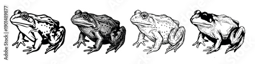 Four black and white frog illustrations in a hand-drawn vintage engraving style show a collection of amphibians with different graphic textures like cross-hatching and line art
