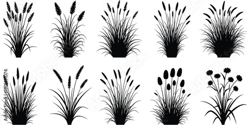 Black silhouettes of various grasses and flowers on white background plants