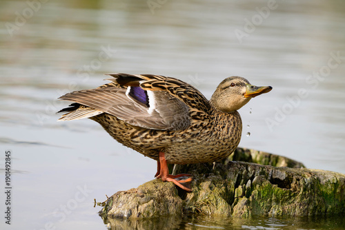 Mallard Duck (Anas platyrhynchos) Perched on a Driftwood in Lake. Wildlife Scene.
