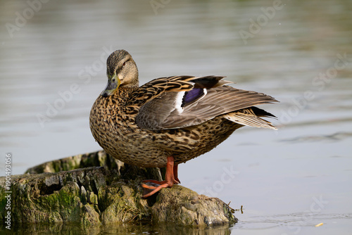Mallard Duck (Anas platyrhynchos) Perched on a Driftwood in Lake. Wildlife Scene.