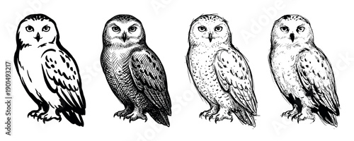 Set of four hand-drawn snowy owls in different artistic sketch styles, showing detailed feather textures with black ink lines and cross-hatching for a natural history illustration