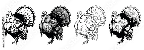 Set of four hand-drawn turkey illustrations in a vintage black and white engraving and sketch style, showing the farm bird with its tail fanned out