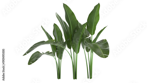 bird of paradise and small plant isolated