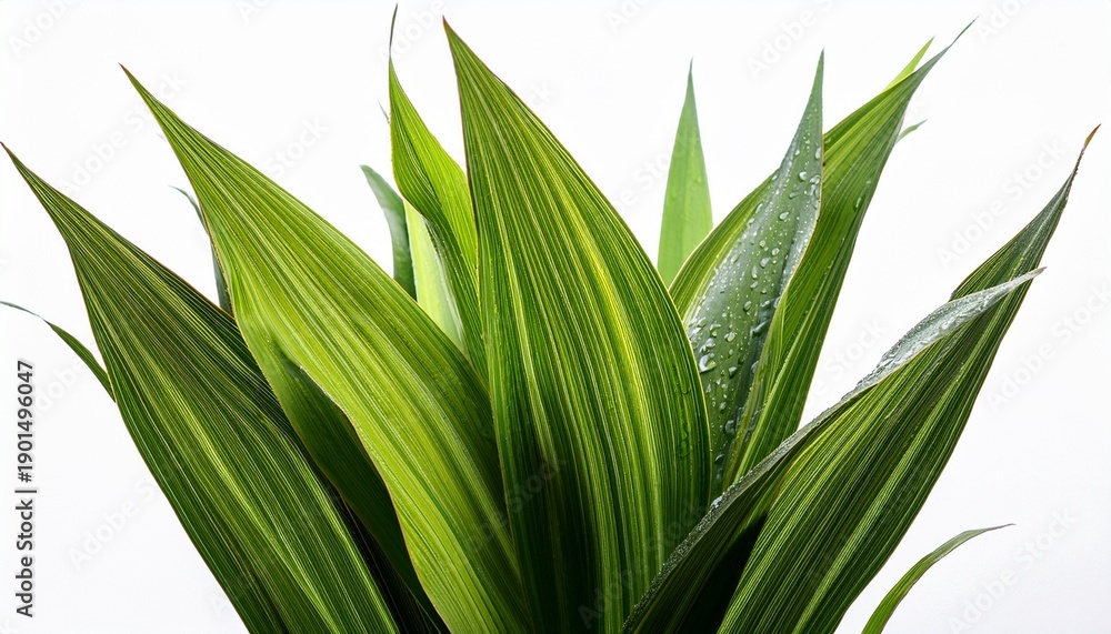 Fototapeta premium A Vibrant Green Plant With Long Thin Leaves Covered In Water Droplets Isolated On Transparent Background