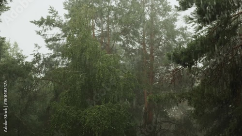 Pine Forest Soaked By Heavy Rain, Mist Weaving Between Trunks Wide Framing Captures Dense Evergreen Canopy