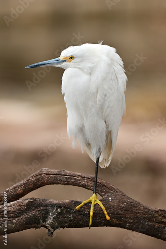 egret on a branch