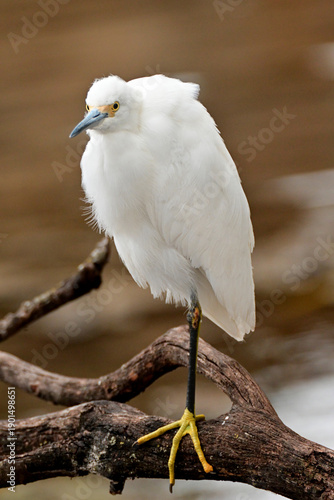 snowy egret perched on a branch