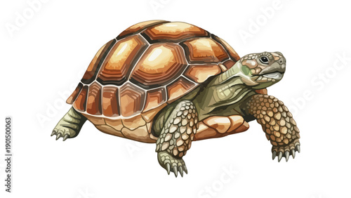 Large Land Tortoise Reptile Illustration