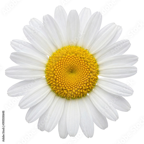 Wallpaper Mural Vibrant White Daisy Blossom with Yellow Center Torontodigital.ca