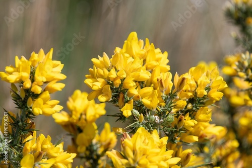 Photos Close up of common gorse (ulex europaeus) flowers in bloom