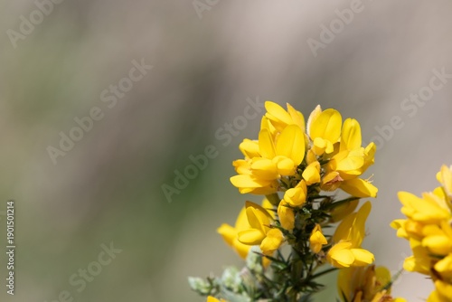 Close up of common gorse (ulex europaeus) flowers in bloom