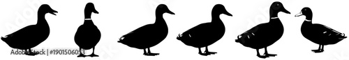 A set of six silhouettes of ducks in various poses, beak, bird, black, duck, goose, illustration, profile, stand, against transparent background