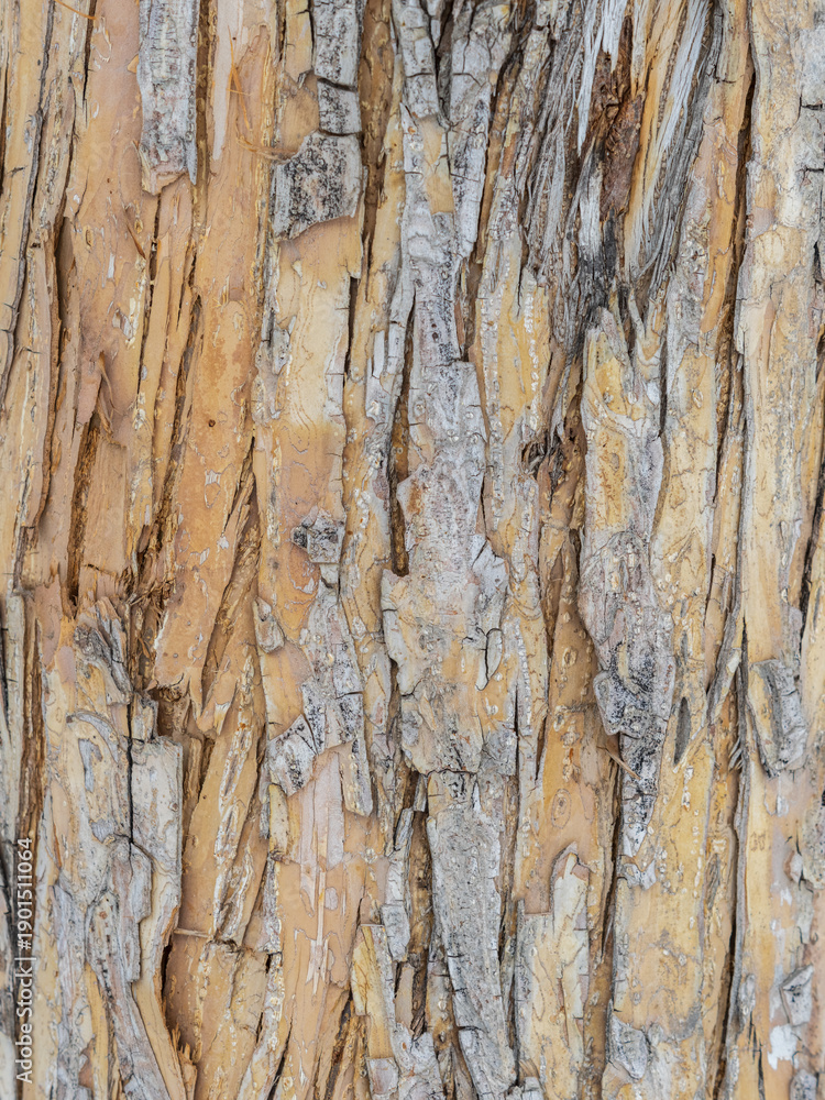 Obraz premium The texture of the bark of an old apple tree