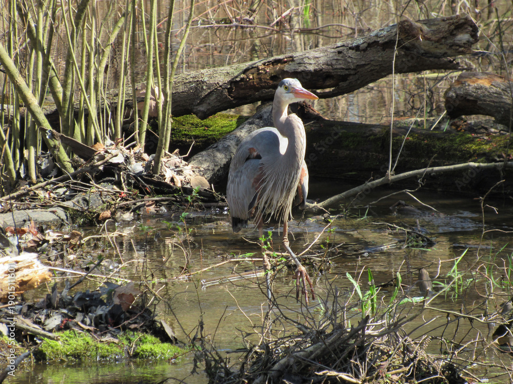 Fototapeta premium A great blue heron, enjoying a beautiful spring day, within the wetlands of the Bombay Hook National Wildlife Refuge, Kent County, Delaware.