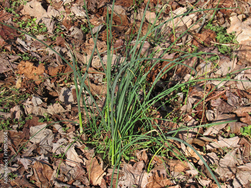 Wild garlic, onion grass plant, growing wild within the upland forest of the Bombay Hook National Wildlife Refuge, Kent county, Delaware. 