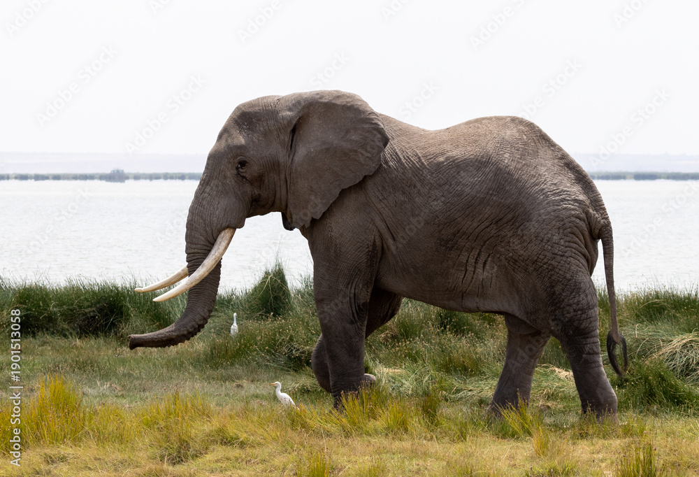 Fototapeta premium African elephant bull tusker in front of lake in Amboseli National Park in East Africa Kenya KEN