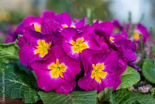 Obraz na plátně Close up of polyanthus primroses in bloom