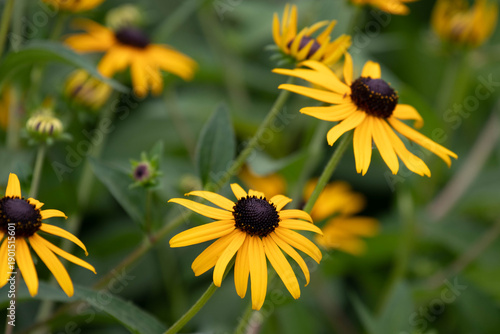Spring Concept, Golden Radiance of the Black-eyed Susan