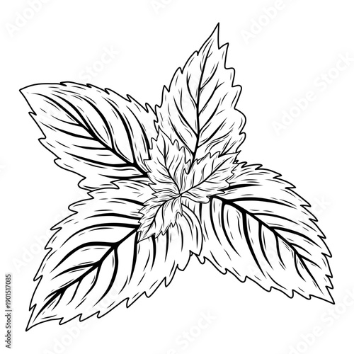 Hand-drawn line art vector of mint or rosemary leaves on white background. Minimalist black outline icon for herbal tea, cosmetics, food packaging and medical branding.