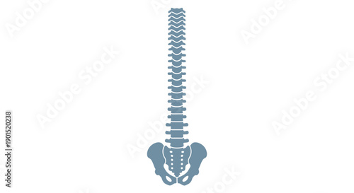 Detailed illustration of the human spine anatomy viewed from the front showcasing vertebrae structure and pelvis alignment in a medical diagram
