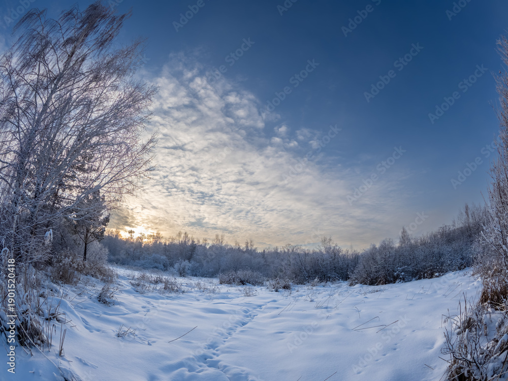 Fototapeta premium Beautiful winter landscape. Trees in the snow in a clearing on a cold day.