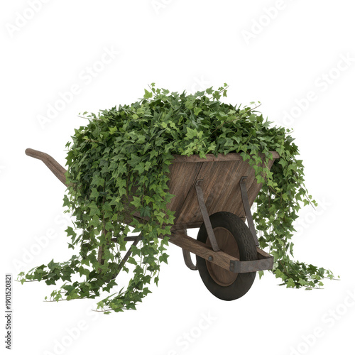 Wheelbarrow with ivy on a black background