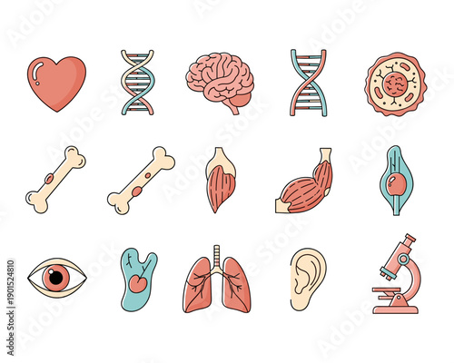 Heart, Brain, Lungs, Muscles, and Cells in a Detailed Graphic Layout