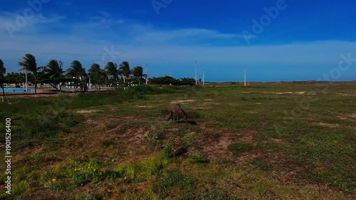 Sobrevoando um cavalo