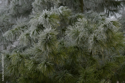 branches of a pine