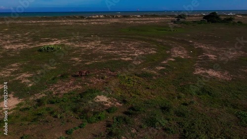 Sobrevoando em volta de um cavalo
