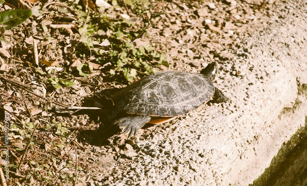 Obraz premium turtle on the rock