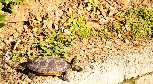 turtle on the ground