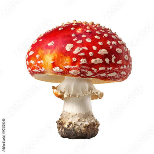 Fly agaric mushroom with red cap and white warts. High-resolution cutout image PNG isolated on transparent background. Botanical and toxic plant concept